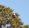 Eagle 2-2.JPG Eagle 2-2.JPG