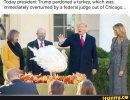 Trump pardons turkey.jpg