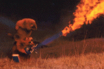 Beaver heater.gif