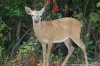 Key Deer.JPG