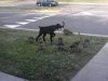 goose_fail01.jpg