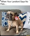 beanybabybulldog.jpg