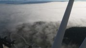 Forest-Fog.jpeg