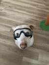 Doggles.jpg