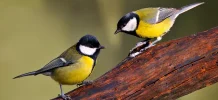 tits.webp