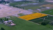 Dafodils.jpeg Dafodils.jpeg