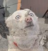 PTSdog.jpg