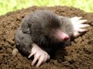 Close-up-Eastern-mole.jpeg