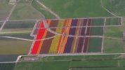 Tulips.jpeg Tulips.jpeg