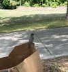 BirdOnBag.JPG BirdOnBag.JPG