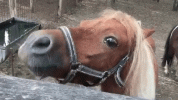 horse-smile-3250780839.gif horse-smile-3250780839.gif