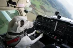 121 Dog_Plane-Fly.webp