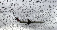 Aircraft flying through a flock of birds.jpg