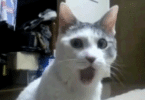 1000008169.gif