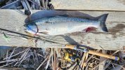 Coho.1.24.inch.jpg