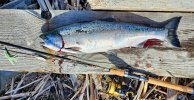 Coho.2.24.5.inch.jpg