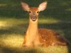 Fawn_1.jpg