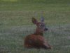 Fawn_2.jpg
