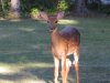Fawn_3.jpg