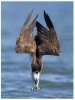 FishingFalcon.JPG
