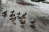 PoA Ducks 030111.jpg