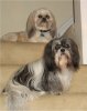 dogs.jpg