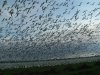 Geese Fly.jpg