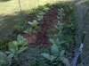 IMG_20110604_172428.jpg