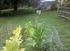 IMG_20110709_120526.jpg