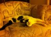 HappyCat.JPG