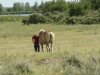 Horse Whispering 2.JPG