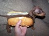 WeinerDog.jpg