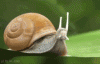 snail_transformers.gif