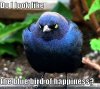 Blue Bird.jpg
