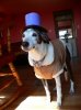 Abby'shat.jpg