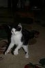 Sky - Yoke Kitty.jpg