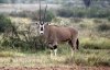 3820_file_Oryx_Thomson.jpg