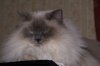 Ron's Baby 123106.jpg