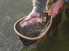 Rainbow Trout WBOC 1-6-07 1526.JPG
