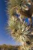 Joshua-Tree-Polarized.jpg