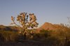 Joshua Tree Sundown.jpg