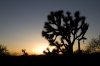 Joshua-Tree-Sunset.jpg