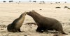 Sea Lions 5x (Small).jpg Sea Lions 5x (Small).jpg