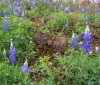 bluebonnets.jpg