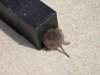 vole_small.JPG