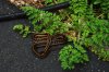 Snake_1 DSC01028.JPG