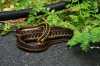 Snake_2 DSC01029.JPG