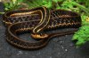 Snake_3 DSC01030 (1).JPG