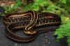 Snake_4 DSC01031 (1).JPG