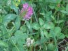 flower2.jpg